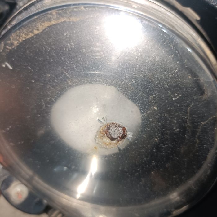 Продам противотуманки на Кобальт