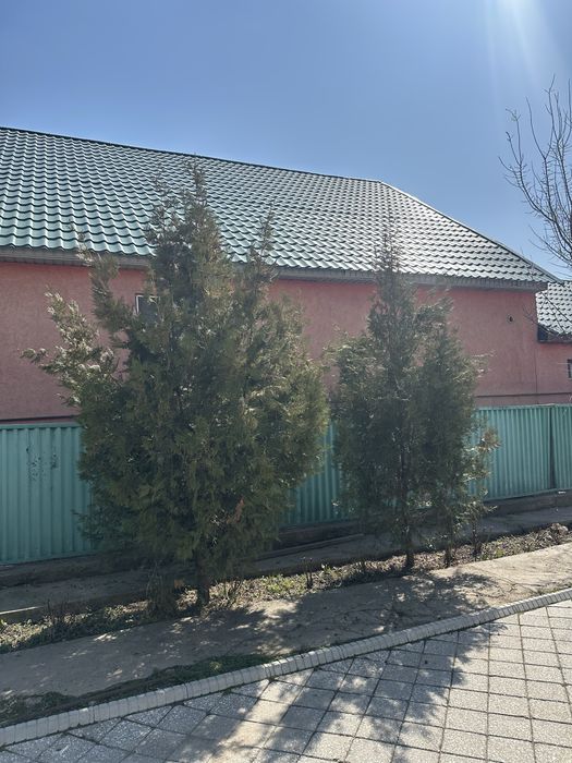 Туя 10000 тенгее