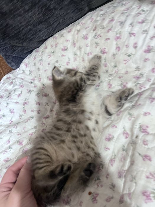 Отдам котенка девочку