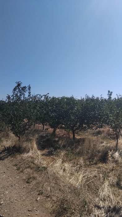 Продава градина в с.Соволяно общ.Кюстендил