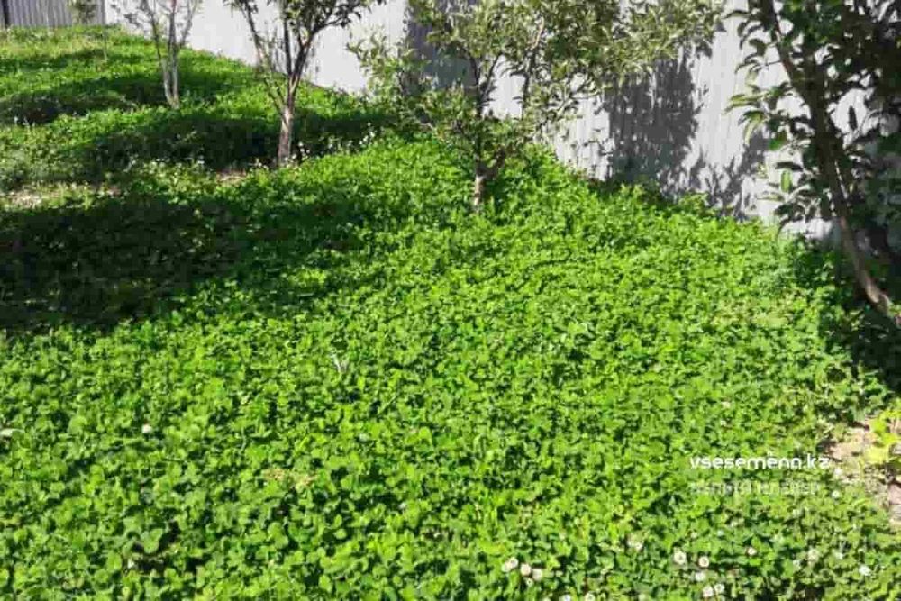 Белый клевер Ривендел для Шымкента