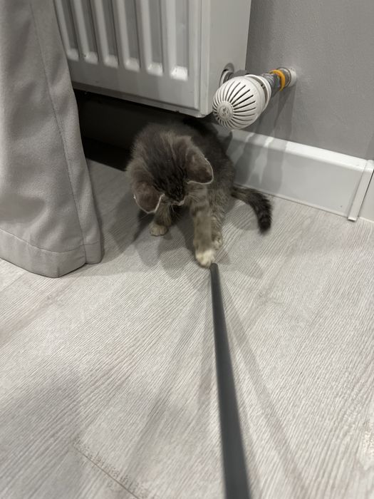 Котенок уличный мальчик ищет дом