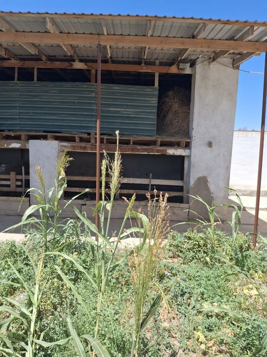 Hovli sotiladi shinam