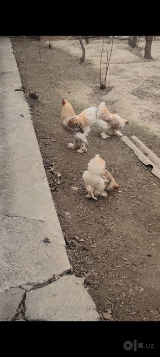 Белое золота БРАМА