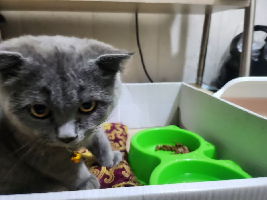 Mushuk sotiladi 8 oylik scotch fold lotoklari bn