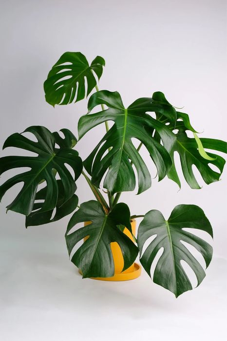 Monstera Deliciosa plantă de camera