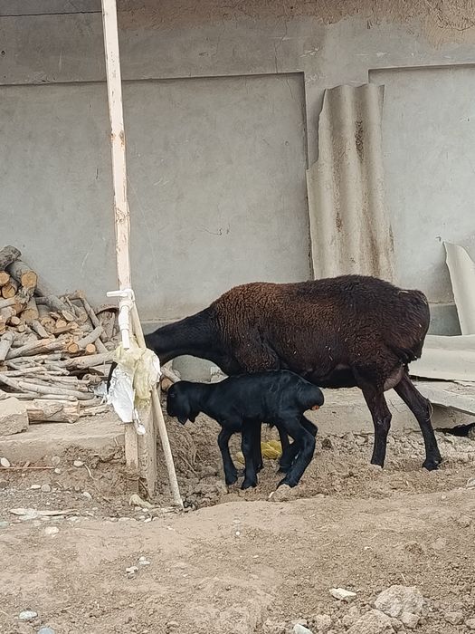 Ona bola qoʻy sotiladi