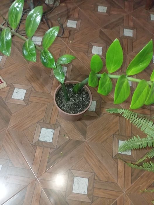 Продаются цветочки