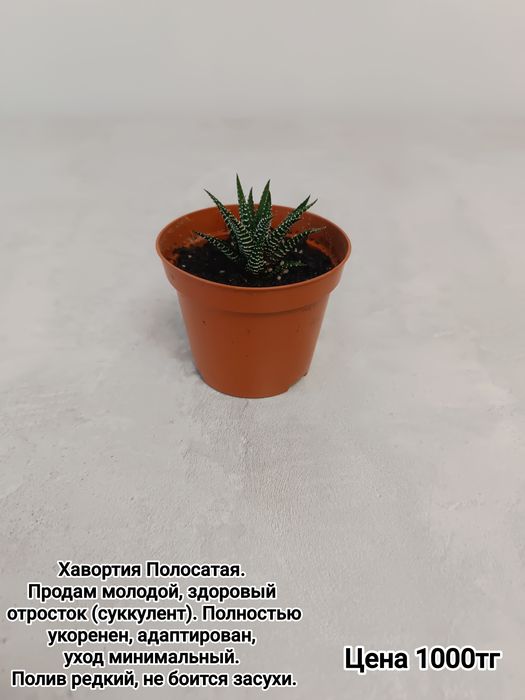Комнатные цветы суккуленты