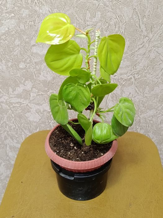 Продам филодендроны