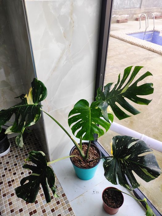 Монстера тайское созвездие