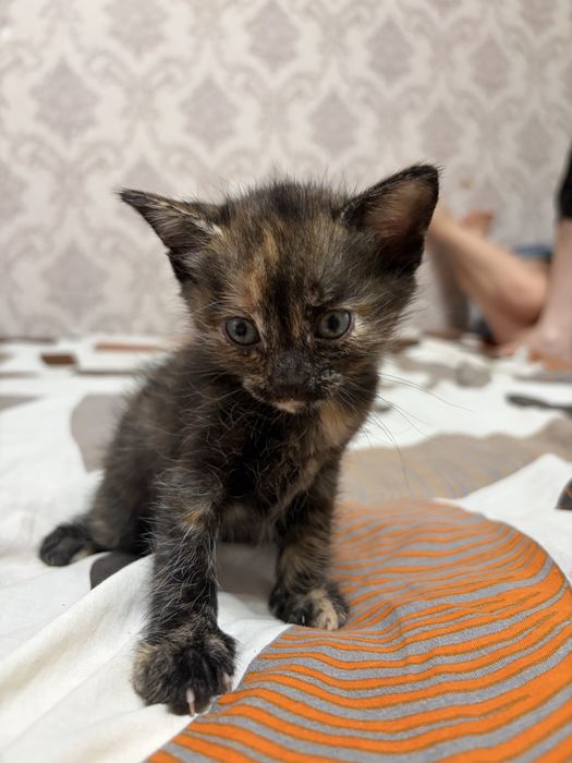 отдам котят в добрые руки