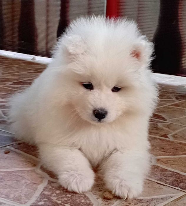 Fetiță samoyed, pedigree A ,FCI