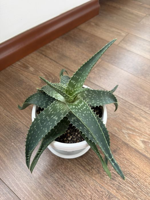 Алоэ разных видов