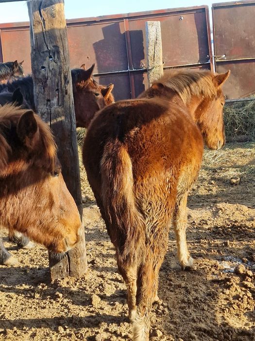 Продам лошадей с откорма 18 голов