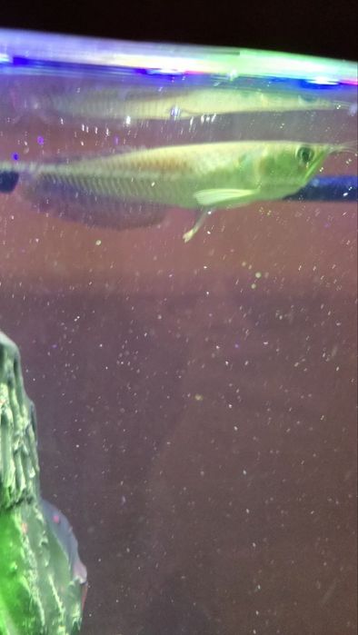 Akvarium katta sotiladi