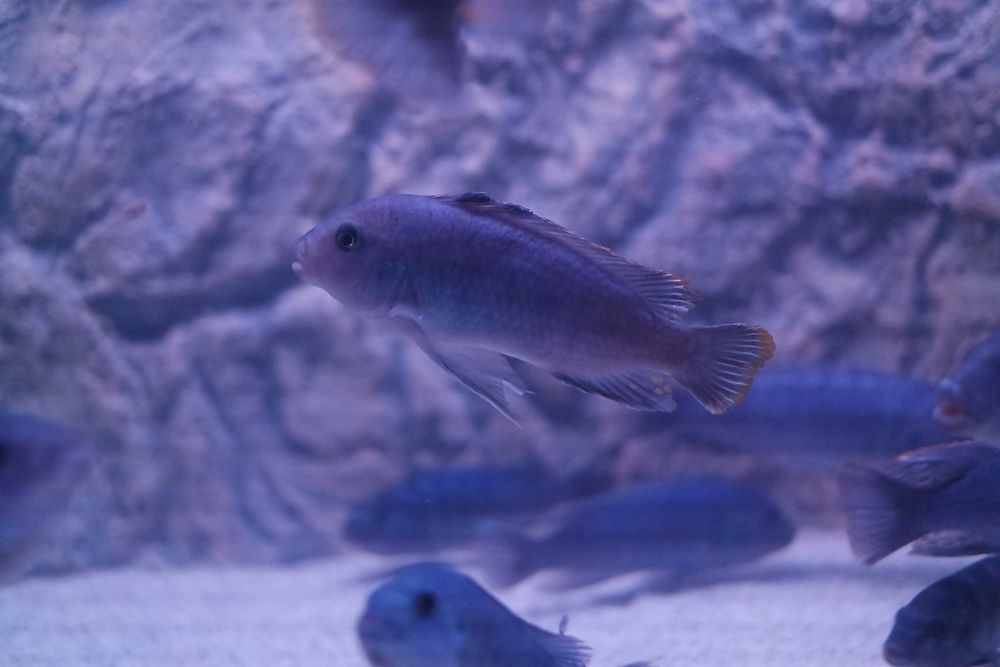 Vand Maylandia Callainos cobalt zebra cichlid