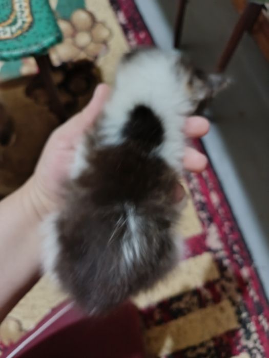 Отдам котят в хорошие руки