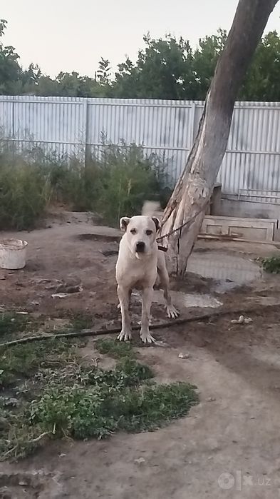 Toza Alabay sotiladi