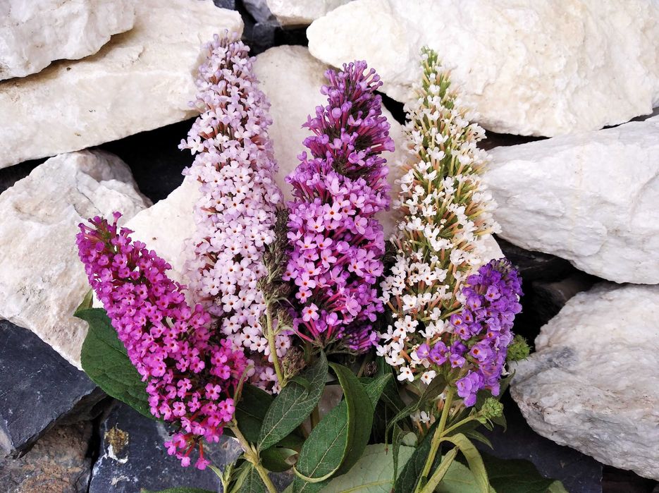 Глициния - прекрасная и душистая лиана