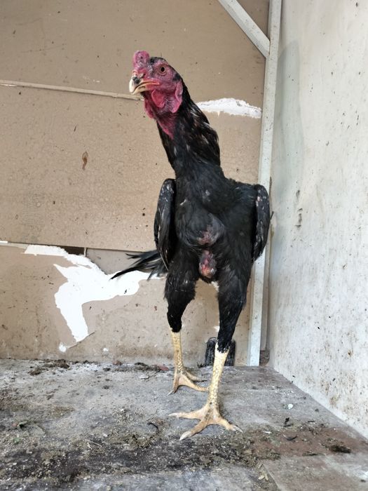 Dakan xoroz sotiladi