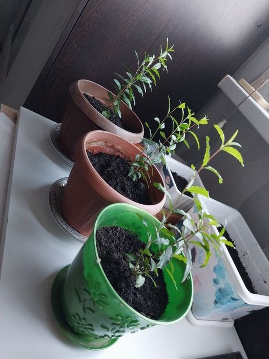 Расток гранат 3 ай болып қалды