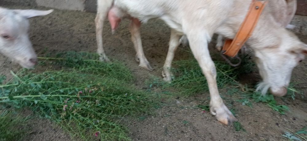 Занен пародалы ешкилер  сатылады