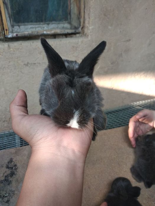 Quyon bolasi sotlad sogʻlom chroyl