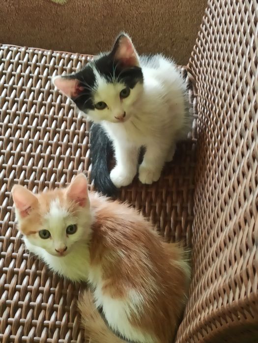 Животные котята отдам бесплатно