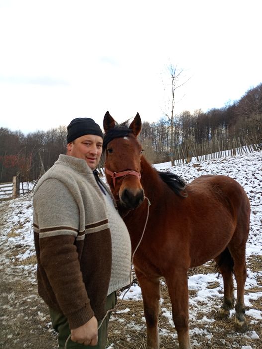 Mânză 1,6ani de vanzare pret  in euro. Hamu pus pe ea doar sa se inve