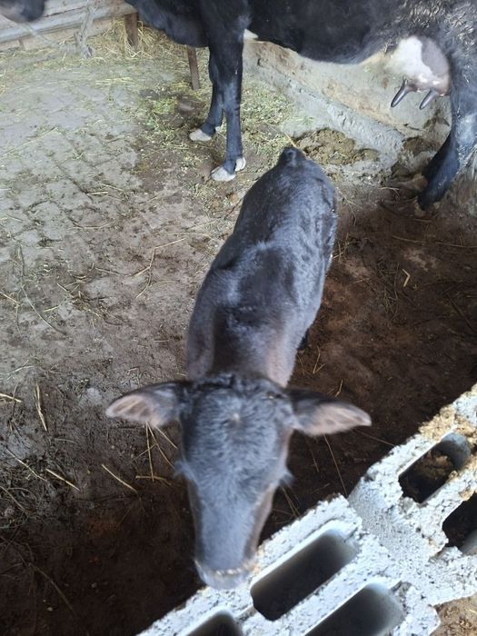 Сигир сутли сигир