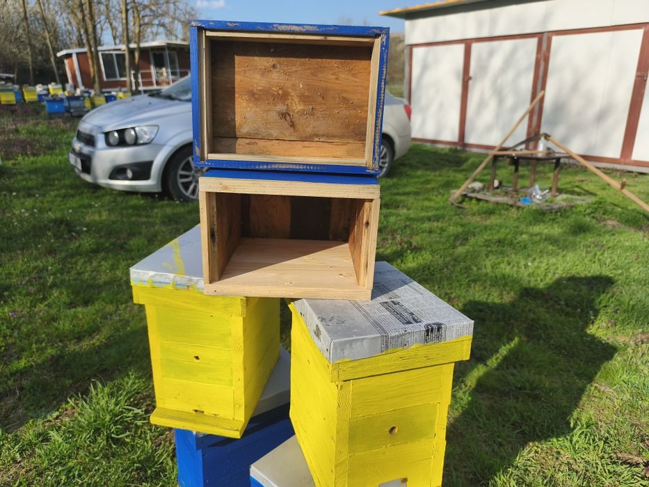 Оплодни нуклеуси