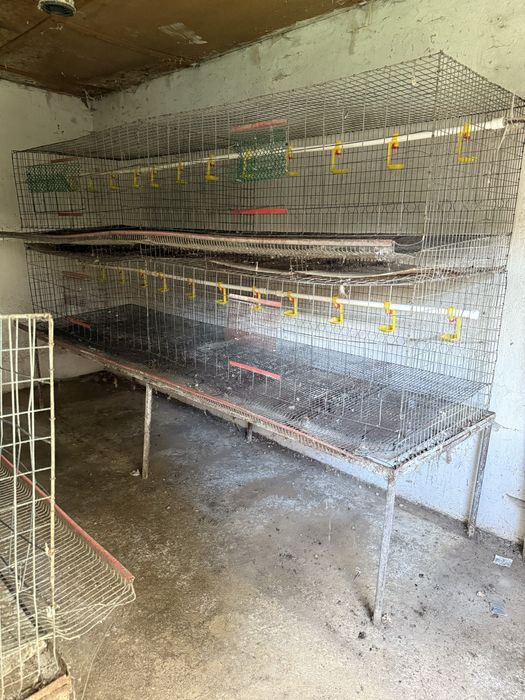 Custi  gaini ouatoare