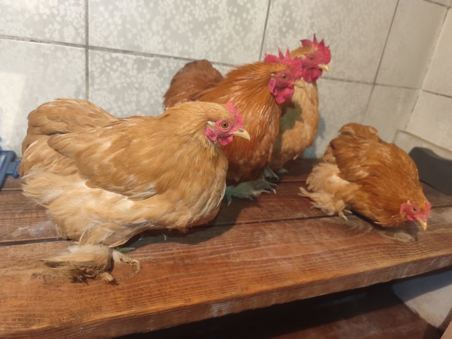 Карликовые кохинхины палевые пара