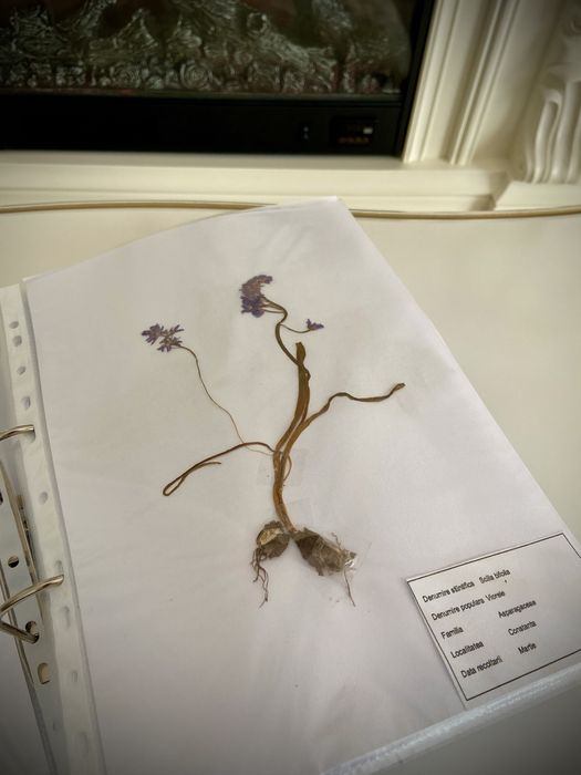 Ierbar plante medicinale