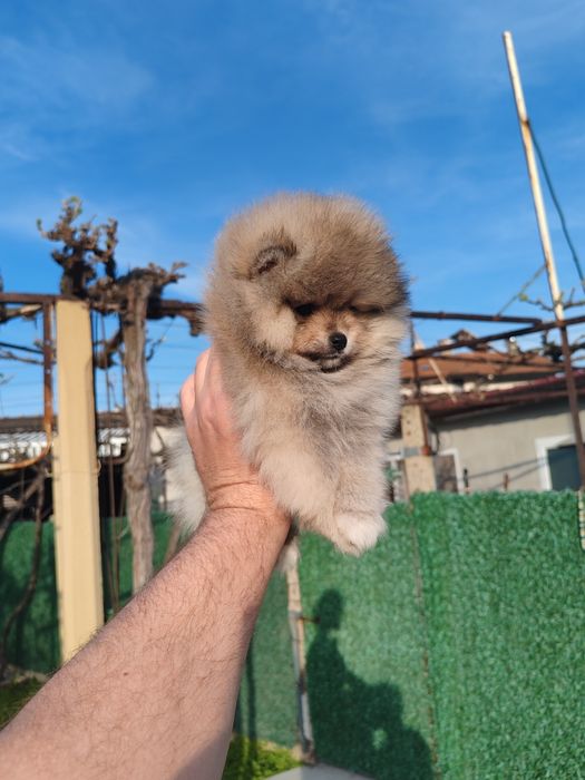 Померан мини мъжко и женско