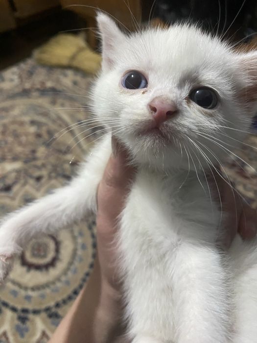 Отдам котят в добрые руки