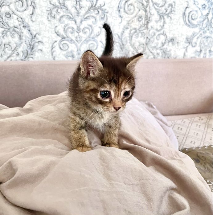 Отдам котят в добрые руки