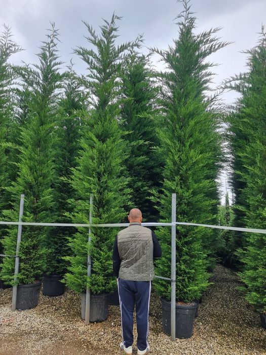 Leylandii gard viu veșnic verde, iarna, Cupressus, chiparos,teren casă