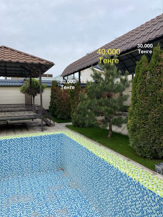 Елки, Туя, Деревья