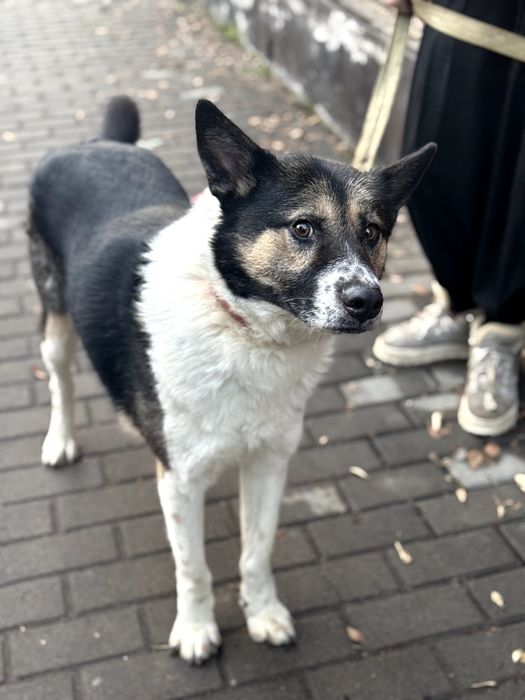 Молодой пёс в добрые руки