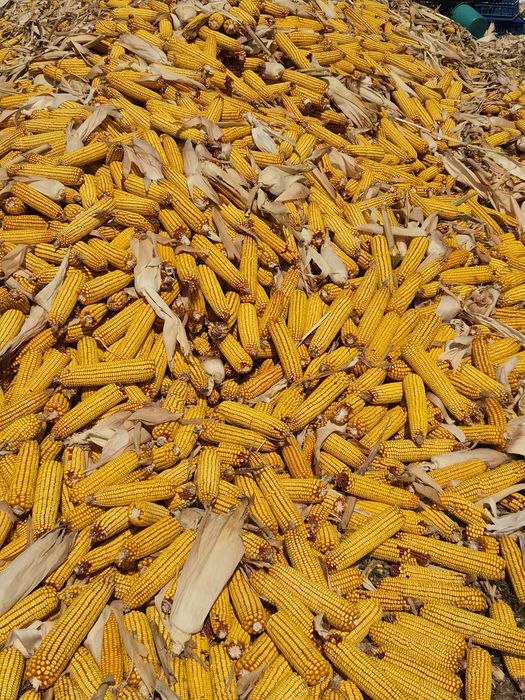 Vand porumb(stiuleti)productie 2026 - 0,80 lei/kg
