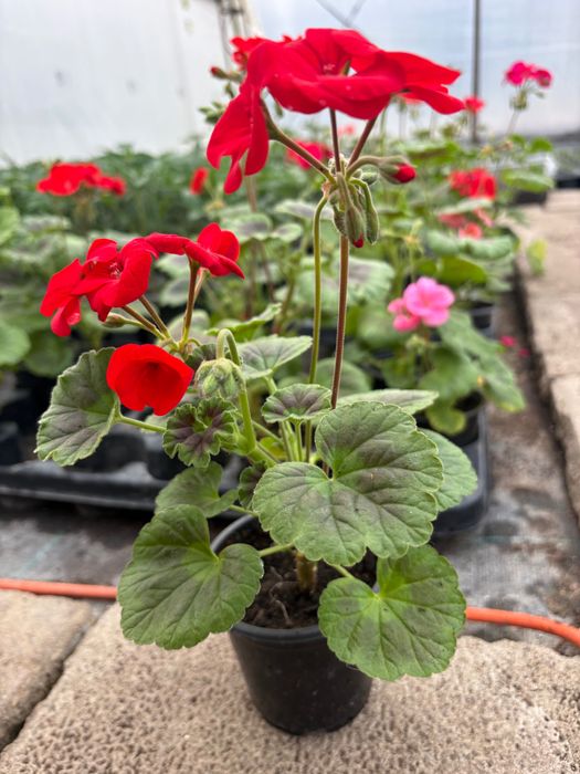 Мушкато за балкон, градина и саксии – свежи и здрави растения