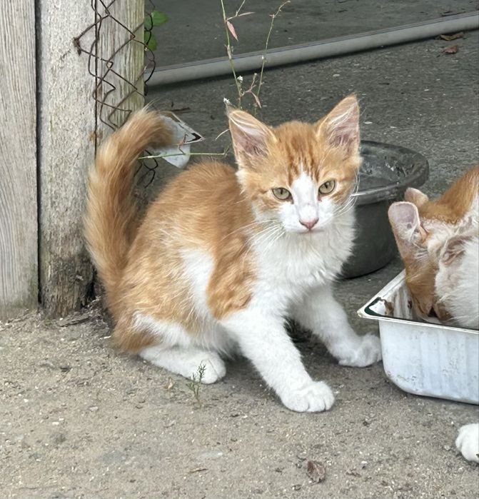 Отдадим 2 Котят