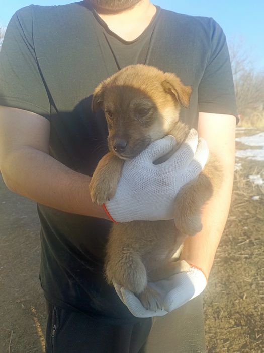 Срочно щенок ищет дом