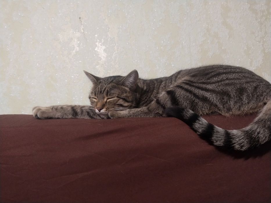 Отдам в добрые руки