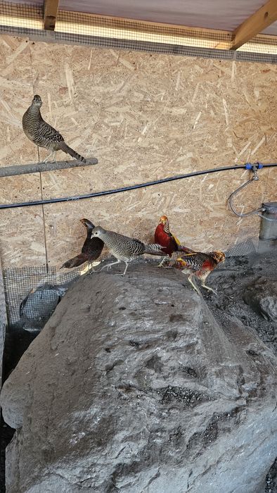 Pereche fazani auriu pe rosu.