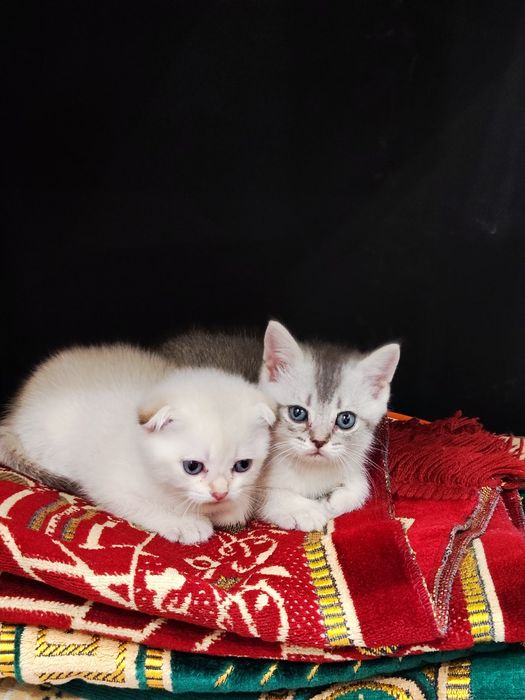 Yosh ayol mushukchalar