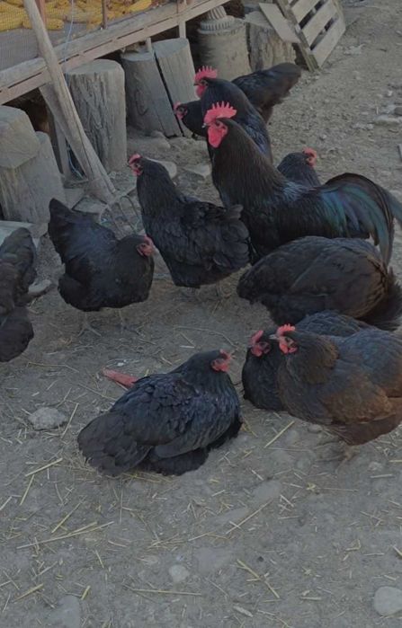 Papagali perusi,nimfe,agarponis gaini cochinchina pitic,australorp