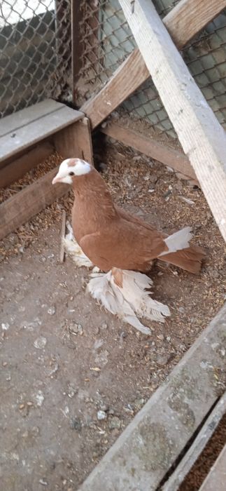 Продам голубей домашних